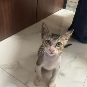 A Grey-White Mix Indian Cat Missing from Goregaon, Mumbai