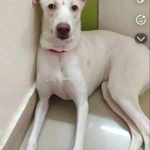 A White Indie/ street dog Dog Missing from Last seen - Plot no 46/1 Ravani timbers Phase 1, IDA Jeedimetla Hyderabad