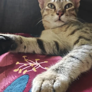 A Black and Brown Indie Cat Missing from BDA Layout BTM 4th Stage, Bengaluru-2