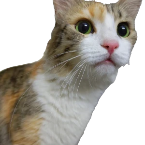 A White-Brown Mix Mixed indian and persian Cat Missing from Whitefield, Bengaluru-3