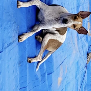 A White-Brown Mix Indie Dog Missing from Mumbai
