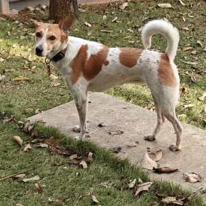 A White-Brown Mix Indie Dog Missing from Bengaluru