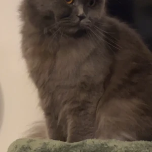 A Grey Persian Cat Missing from Tollygunge, Kolkata-2