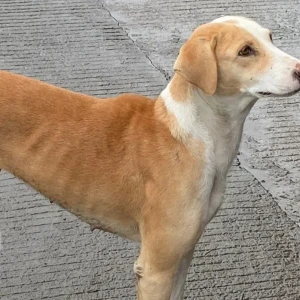 A White-Brown Mix Indian Native Dog Dog Missing from Indore City, Indore