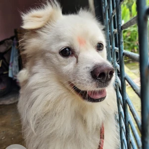 A White Pomeranian Dog Missing from BUDHESWAR, Lucknow-3