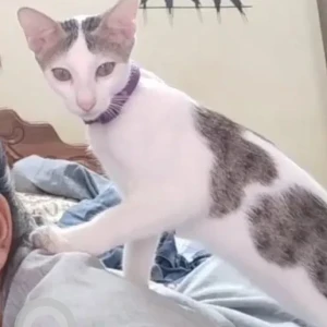 A Grey-White Mix Indie cat Cat Missing from Near SBI bank, mangor-hill-2