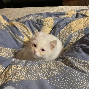 A White Persian Cat Missing from Sunlight Colony, New Delhi