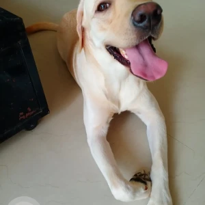 A Light Brown Labrodor Dog Missing from Pune-3