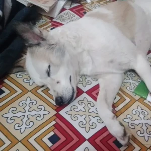 A White-Brown Mix Pom mix Dog Found from Sarita Vihar, New Delhi