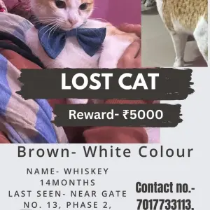 A Light Brown Indian Cat Missing from Vasant vihar phase 2