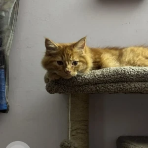 A Golden Persian Cat Missing from Sector 59, Mohali-4