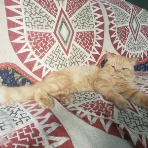 A Orange Persian Cat Missing from Greater Hyderabad Municipal Corporation Central Zone, Hyderabad-3