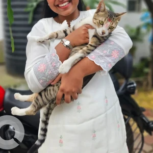 A White and Grey Indian Cat Missing from Rahatni, Pimpri Chinchwad