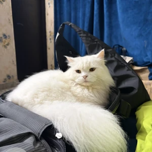 A White Persian Cat Missing from Abul Fazal Enclave 2