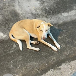 A White-Brown Mix Indie Mix Dog Found from Bengaluru-2