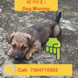 A Black and Brown Indian pariah Dog Missing from Bhichaulimardana, Indore