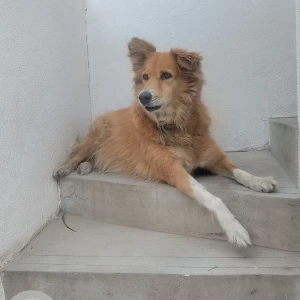 A Brown Indie Dog Missing from J. P. Nagar, Bengaluru