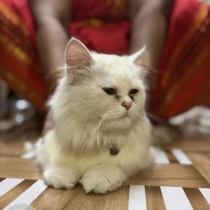 A White Persian Cat Missing from Mumbai