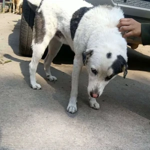 A Black and White Indie Dog Missing from Hauz Khas, New Delhi