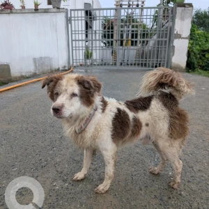 A White-Brown Mix Mixed breed Dog Missing from Sector 102, Gurugram