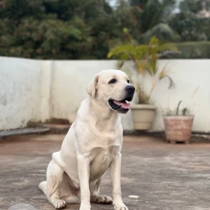 A White-Brown Mix Labrador Dog Missing from Hyderabad