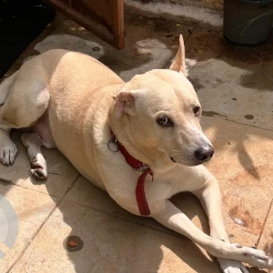 A Light Brown Indie Dog Missing from Pimpri Chinchwad
