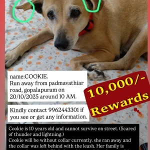 A Brown Native Indian Dog Missing from Gopalapuram, Chennai