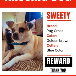 A Golden Pug Cross Dog Missing from Maduravoyal, Chennai-4