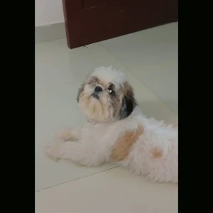 A White-Brown Mix Shih Tzu Dog Missing from Sector 39 B