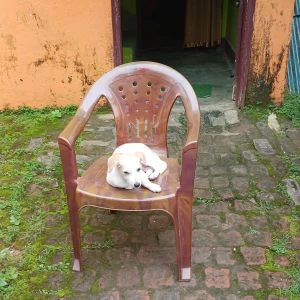 A White-Brown Mix Pomeranian and Indie Mix Dog Missing from Ranchi-3