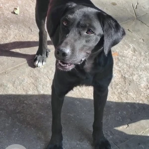 A Black Labrador Dog Found from Chandra Layout, Bengaluru-2