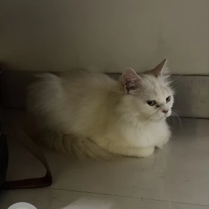 A White Persian Cat Found from Stanza Living Fargo House, A.K.Colony