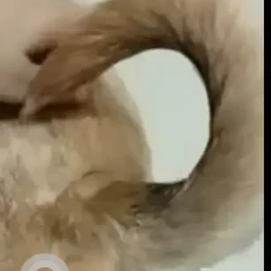 A White-Brown Mix indian Dog Found from chembur maharashtra