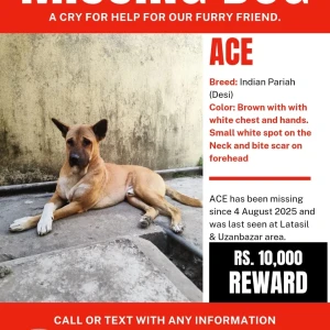 A Brown Indian Pariah Dog Missing from Uzan Bazar, Guwahati
