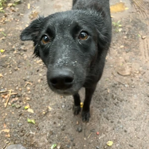 A Black Flat-Coated Retriever Dog Found from Kondhwa, Pune