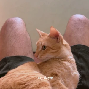 A Orange Indian Orange Cat Missing from Ghaziabad-3