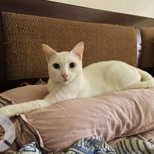 A White Indie Cat Missing from Mumbai