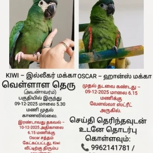 A Green Hahns macaw and Illegar macaw Bird Missing from Chennai-2