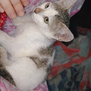 A Black and White Stray cat Cat Missing from Prayagraj