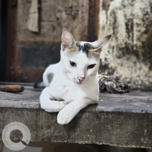 A White and Grey Stray Cat Missing from Guwahati