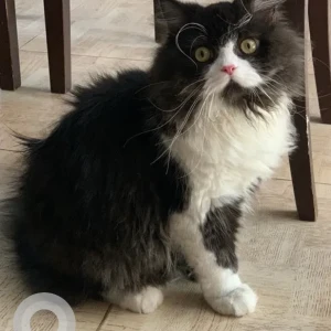 A Black and White Persian Cat Missing from Chennai-3