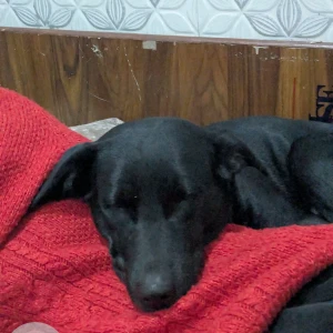 A Black India Dog Missing from Sector 130, Noida