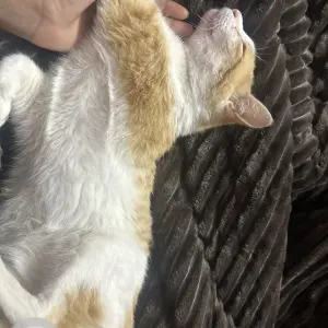 A Light Brown Indian Cat Missing from Vasant vihar phase 2-2