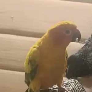 A Other Sun Conure Bird Found from Bengaluru