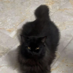 A Black Persian Cat Missing from Bhopal, Bhopal