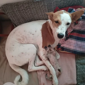 A White-Brown Mix Indian Dog Missing from Chennai