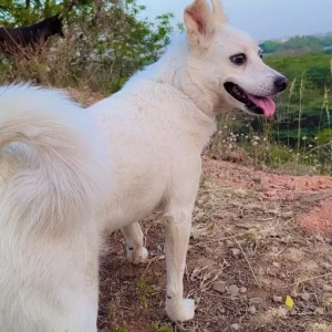 A White Indie Spitz Dog Missing from Chhatarpur, New Delhi