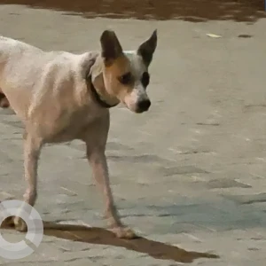 Found: A White-Brown Mix Indie Dog Found from Ardee City Gate 1 Road,Near Zooper A White-Brown Mix Indie Dog Found from Ardee City Gate 1 Road,Near Zooper