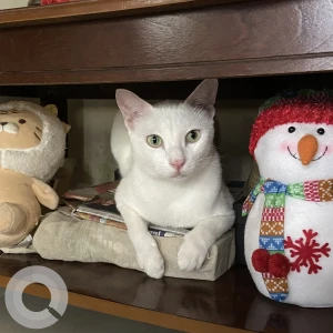 A White Indie Cat Missing from Mumbai-4