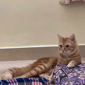 A Orange Indie Cat Missing from Bengaluru-2
